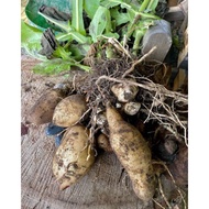 EM7E Bibit tanaman umbi manis yacon yacon yakon (Smallanthus