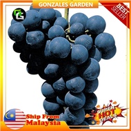 Anak Pokok Anggur Alphonso Alphonse Lavalle Grape Pokok Import
