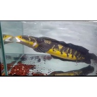 Ikan Channa 21 25 cm maru yellow sentarum red eye chana ys GARANSI I