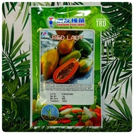 Paket 10g (600-750 Seeds) RED LADY 786 Biji Benih Betik F1 Hybrid Papaya Seeds Known You Seed Taiwan Ready Stock.