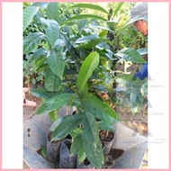 ◳ ﹊ ◐ ∈ Bignay Bugnay Bignai Salamander tree  Currant Tree seedlings