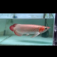 Ikan Arwana Super Red Besar