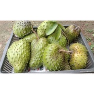 jus durian belanda ori