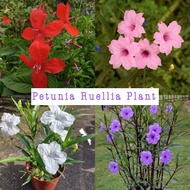 Pokok Bunga Ruellia Petunia Putih / Pink / Purple / Merah