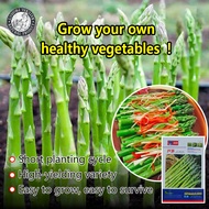 ปลูกง่าย(10เมล็ด/ซอง)เมล็ดพันธุ์ หน่อไม้ฝรั่ง Asparagus Seed Organic Vegetable Seeds for Planting เมล็ดหน่อไม้ฝรั่ง ผักออร์แกนิก เมล็ดพันธุ์ผัก ผักออร์แกนิก เมล็ดบอนสี ผักสวนครัว ต้นผลไม้ บอนไซ พันธุ์ผัก เมล็ดผัก ปลูกง่าย ผลผลิตสูง ปลูกได้ทั่วไทย