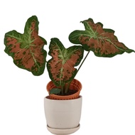 Caladium Piksi (0.3m)