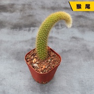 【Easy to bloom】Natural Cactus Monkey Tail  Cereus Decorative Interesting Shape Beautiful Flowering S