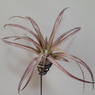 Air plant love knot 爱情结 desktop plant indoor outdoor plant tillandsia airplant home office decorating.