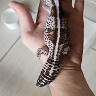 African fat tailed oreo female