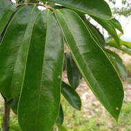 50gram Daun Durian Belanda Rawat Kanser Segar Fresh dari pokok