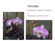 【芃程蘭舍】PW1906 Phal. sanderiana (Peng 25 x S10) 1.5吋 實生苗