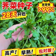 Vegetable Seeds Old Varieties Wild Big Leaves Vegetable Seeds Small Leaves Spring Sowing Vegetable S
