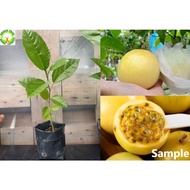 Fruit Tree  - Anak Pokok Markisa Panama Rose Gold Passion Fruit 巴拿马玫瑰香黄金百香果树苗