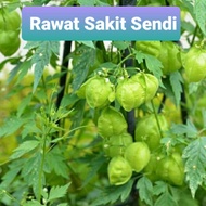 Mudakathan Plant and leaves/ Balloon Vines /Joint pain Healer plant