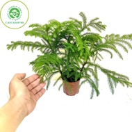 Triple cypress tree (real photo).