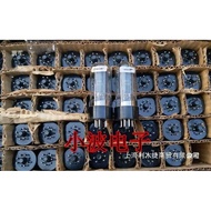 Russia 6n3c Straight Generation 6p3p 6L6 5881 6550 EL34 Pairing Tube Single