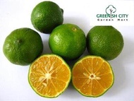 GNC - Calamansi Lime Fruit Tree Anak Pokok Buah Limau Kasturi 桔子