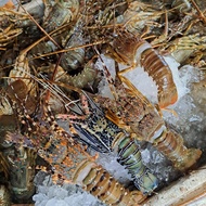 Lobster Laut Fresh Frozen 100-150gr 1kg