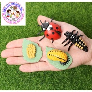 Ladybug life cycle model - Ladybug life cycle
