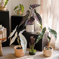 Juhan Internet Celebrity Artificial Trout Begonia Tropical Ornamental Green Plant Potted Indoor Balc