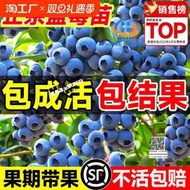 藍莓樹果苗藍莓苗盆栽地栽果苗帶大果南北方種植苗兔眼綠寶石果樹