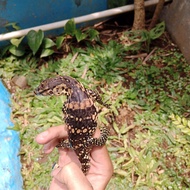 varanus salvator baby (biawak air)