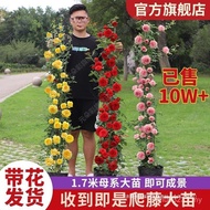 Balcony Flower Seedlings Four Seasons Climbing Courtyard Flowering Roses Extra Large Mori Flower Vin