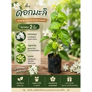 TLP Jasmine Bag Size 2 Inches Tight Roots