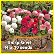 Potted Daisy Flower Seeds- 10 Seeds Authentic Assorted Colors Flower Plants Seeds for Planting Flowers Benih Pokok Bunga