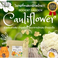 [Paws-sible] Cauliflower กะหล่ำดอกอบแห้ง ผักอบสัตว์ฟันแทะ ผักอบแฮมเตอร์ ผักอบแฮมสเตอร์