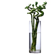 Straight Glass Vase Transparent Hydroponic Plant Utensils Place Floor Vase 1XIG