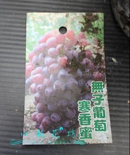 心栽花坊-無仔寒香蜜葡萄/寒香蜜葡萄/4吋/葡萄品種/水果苗/售價200特價160