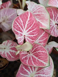 [Exotic Looking] Caladium Watermelon Red - Easy Care Fuss Free House Plant