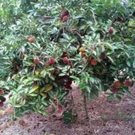 Pokok rambutan pulasan hybrid