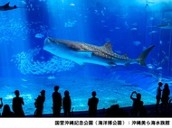 日本-沖繩美麗海水族館門票 Okinawa Churaumi Aquarium