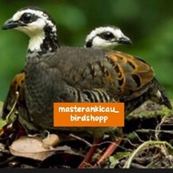 burung puyuh gonggong muka putih sepasang dewasa mapan produksi