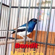 Burung Kacer poci Jawa Barat 