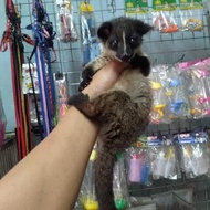 Musang Akar Baby