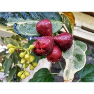 JAMBU AIR MERAH VARIEGATED/BATIK