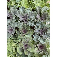 Cây cải Kale hoa hồng tím - Kale flowers - Brassica Oleracea - Trang Flowers