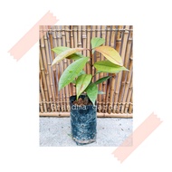 (GG real plant) anak pokok manggis masta ^ cepat berbuah hybrid premium top quality kebun fruits sed