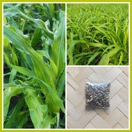 ❏ ¤ ➻ Maramais Forage Grass Seeds