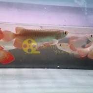 Ikan Arwana Arowana Super Red Blood &amp; Chili Red