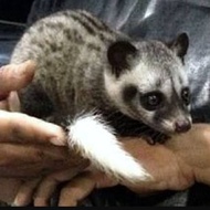 Musang pandan ekor putih baby