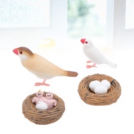 HEO~4 Pcs Finch Bird Life Cycle Figures For Kids PVC Realistic Educational Animal Growth Cycle Toys