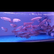 PTR arwana/arowana golden red 10cm