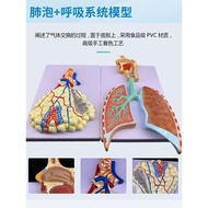 Human Body Breath System Anatomy Model Plung Bubble Amplification Anatomy Model Lung Anatomy Breathi