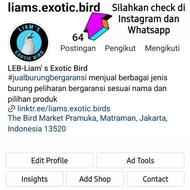 Barang Terlaris Burung Murai Batu Medan Trotol Sepasang Murai Trotol