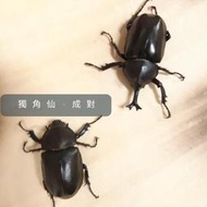 【獨角仙-成對】成蟲 4至5月品 可動模型