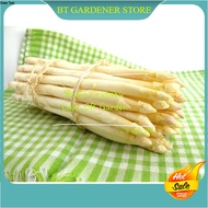 White asparagus 5 seed 白芦笋 种子 5粒 Ready Stock Sarawak